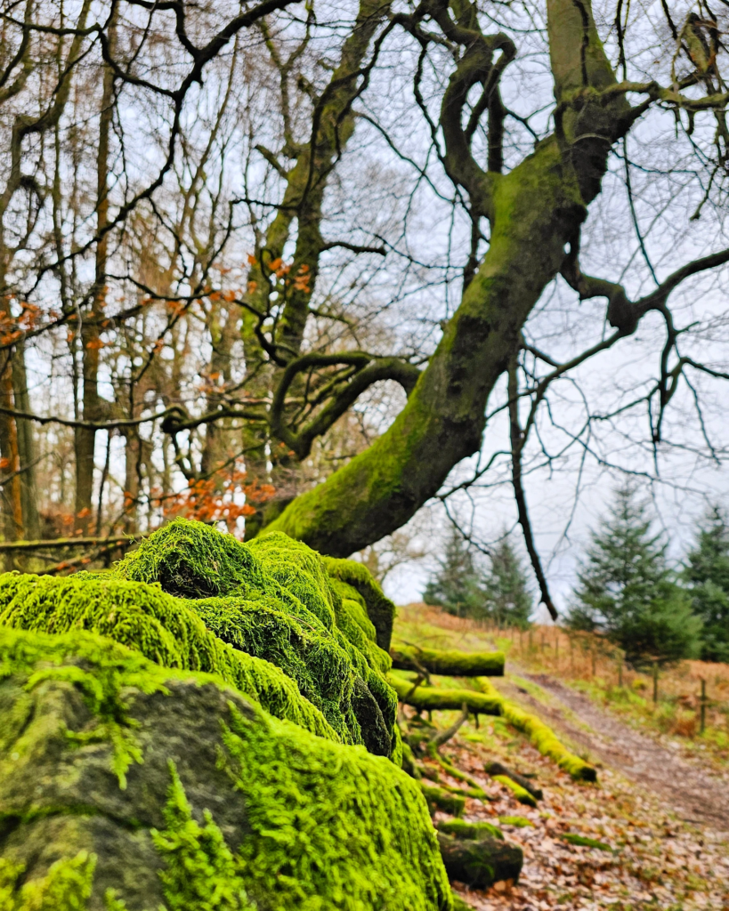 Ladybower Reservoir, Derbyshire, Peak District National Park, UK, Photography Papa Bear, All rights reserved ©
